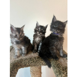 Purebred Maine Coon Kittens