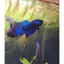 Betta mahachaiensis