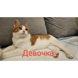 Ищем дом для 3 котят(6 месяцев).