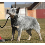 Щенки Австралийская пастушья собака (Australian Cattle Dog)