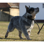 Щенки Австралийская пастушья собака (Australian Cattle Dog)