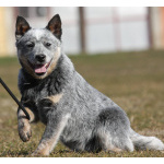 Щенки Австралийская пастушья собака (Australian Cattle Dog)