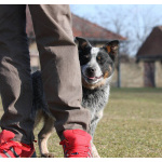 Щенки Австралийская пастушья собака (Australian Cattle Dog)