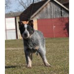 Щенки Австралийская пастушья собака (Australian Cattle Dog)