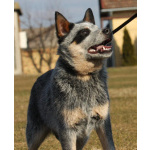 Щенки Австралийская пастушья собака (Australian Cattle Dog)