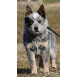 Щенки Австралийская пастушья собака (Australian Cattle Dog)