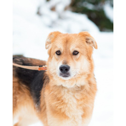 Мягкая и ласковая молодая собака