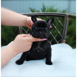 Французский бульдог щенки