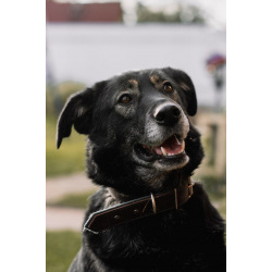 Надежный друг в поиске уюта и семьи!