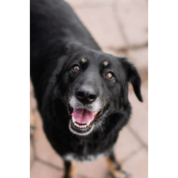 Эта красавица ищет дом!