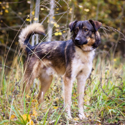 Добрый, адекватный пёс, друг кошек