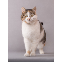 Кошечка Муся в добрые руки