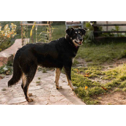 Чудесная малышка ждет своего человека!