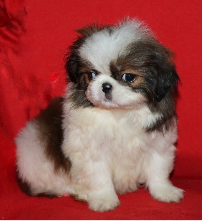 Мальчик хин