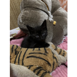 Котята мышеловки