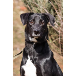 Красавица Бусинка ищет дом!