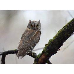 Совы для домашнего содержания