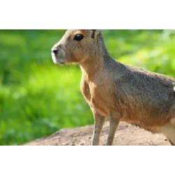 Патагонский заяц (МАРА)