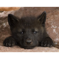 Малыши Канадского Волка