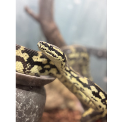 Ковровый питон и террариум