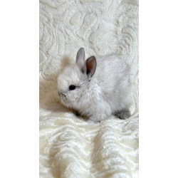 Декоративные мини кролики