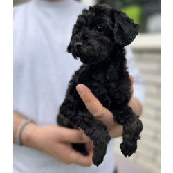 Той-пудель Щенки