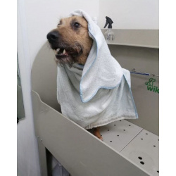 Добрый и очаровательный Гриня ищет дом.