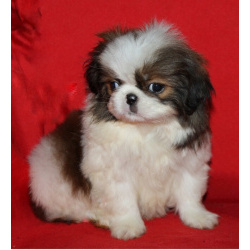 Мальчик хин