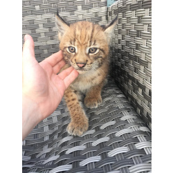 купите котиков