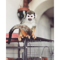 малыши разных видов