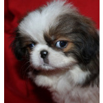 Мальчик хин