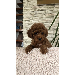 Красные той-пудели