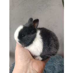 Мини кролики