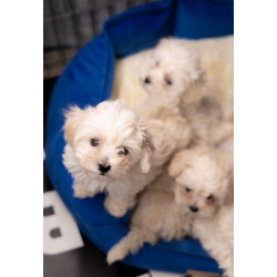 Щенки мальтипу