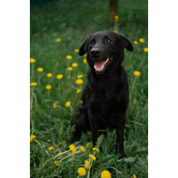 Красавец Блэк ищет дом.