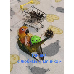 Аратинга птенец выкормыш от заводчика