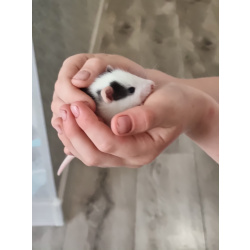 Краски хаски