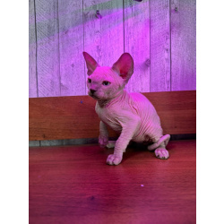 Смольянинов Станислав Геннадьевич