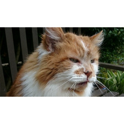 Кремация кошек в Москве