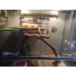 Игуана желтая (Iguana Iguana yellow morph) + террариум