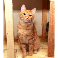 Рыжий Серафим, юный котик в добрые руки.