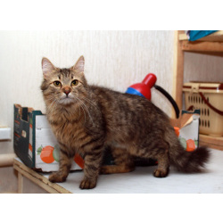 Пушистая Варенька, молодая кошечка в добрые руки.