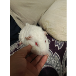 Продам морскую свинку