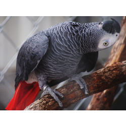 Попугай Жако