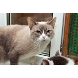 Голубоглазая Ляля ищет дом. Кошка в добрые руки.