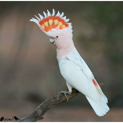 Какаду Инка