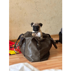 Мальчик 4 месяцев с родословной, родители чемпионы