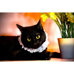 Котик Черныш в добрые руки