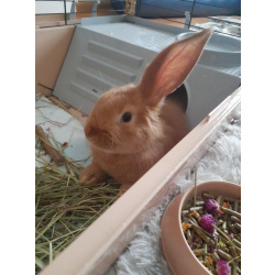 Декоративный кролик