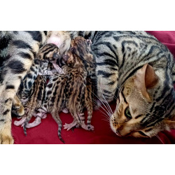 Роман Алексеевич Якимов